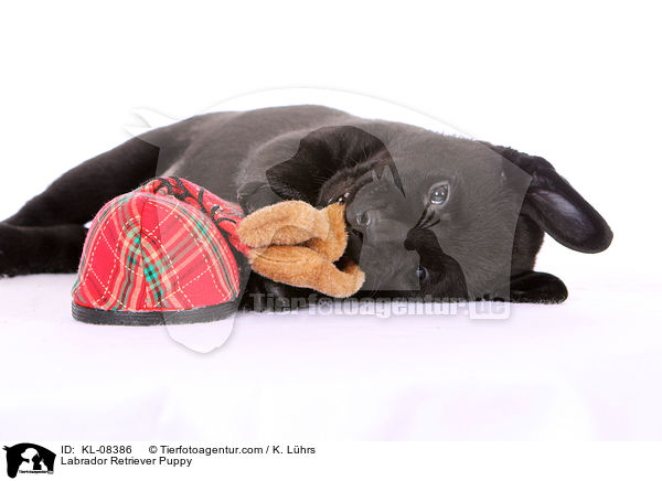 Labrador Retriever Welpe / Labrador Retriever Puppy / KL-08386
