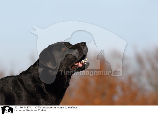 Labrador Retriever Portrait / Labrador Retriever Portrait / JH-14274