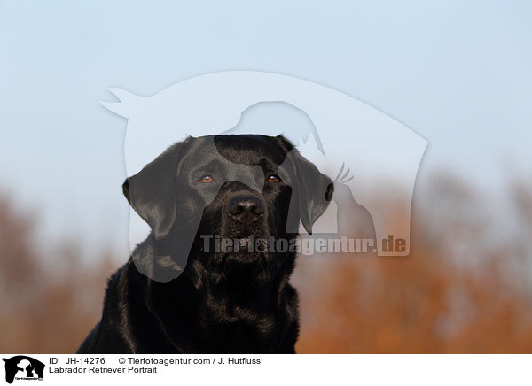 Labrador Retriever Portrait / Labrador Retriever Portrait / JH-14276
