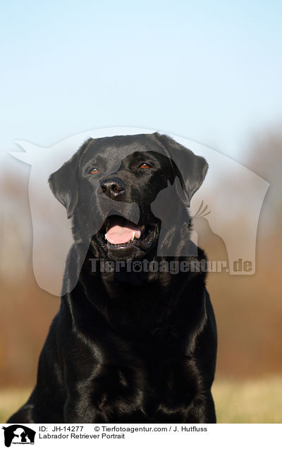 Labrador Retriever Portrait / Labrador Retriever Portrait / JH-14277
