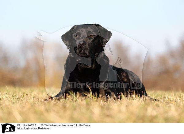 liegender Labrador Retriever / lying Labrador Retriever / JH-14281