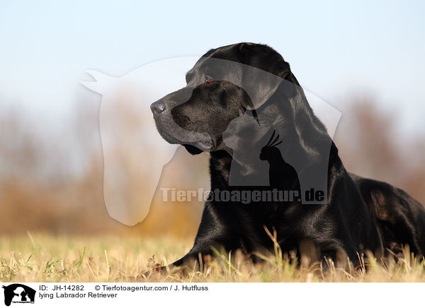 liegender Labrador Retriever / lying Labrador Retriever / JH-14282