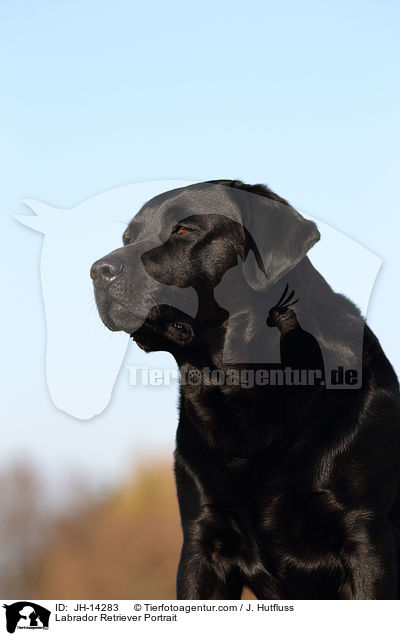 Labrador Retriever Portrait / Labrador Retriever Portrait / JH-14283