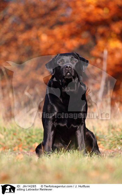 sitzender Labrador Retriever / sitting Labrador Retriever / JH-14285