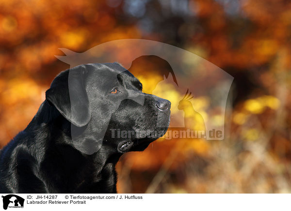 Labrador Retriever Portrait / Labrador Retriever Portrait / JH-14287