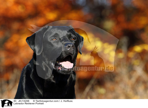 Labrador Retriever Portrait / Labrador Retriever Portrait / JH-14288