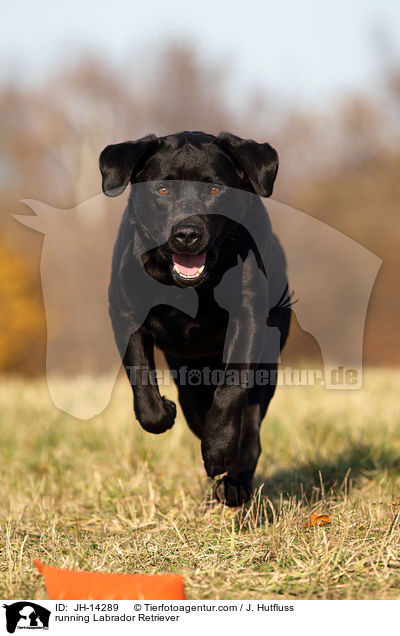 rennender Labrador Retriever / running Labrador Retriever / JH-14289