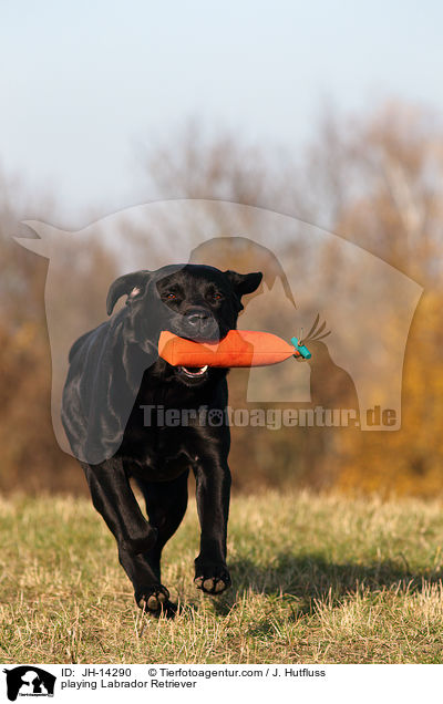 spielender Labrador Retriever / playing Labrador Retriever / JH-14290