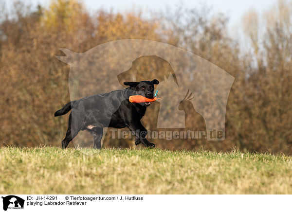 spielender Labrador Retriever / playing Labrador Retriever / JH-14291