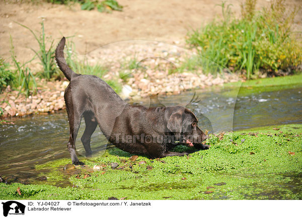 Labrador Retriever / Labrador Retriever / YJ-04027