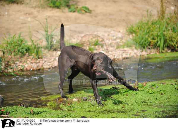 Labrador Retriever / Labrador Retriever / YJ-04029