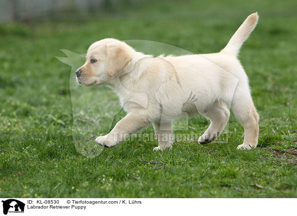 Labrador Retriever Welpe / Labrador Retriever Puppy / KL-08530