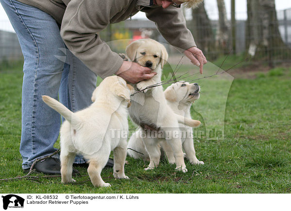 Labrador Retriever Welpen / Labrador Retriever Puppies / KL-08532