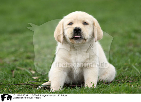 Labrador Retriever Puppy / KL-08534