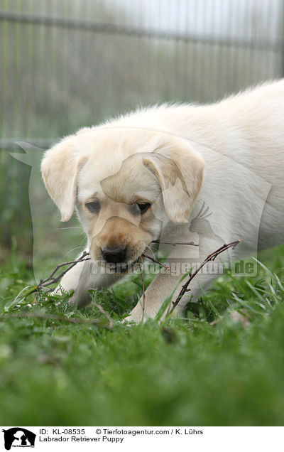 Labrador Retriever Welpe / Labrador Retriever Puppy / KL-08535
