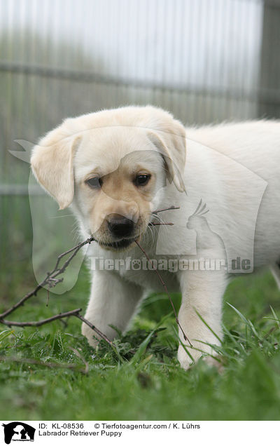 Labrador Retriever Welpe / Labrador Retriever Puppy / KL-08536