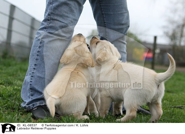 Labrador Retriever Welpen / Labrador Retriever Puppies / KL-08537