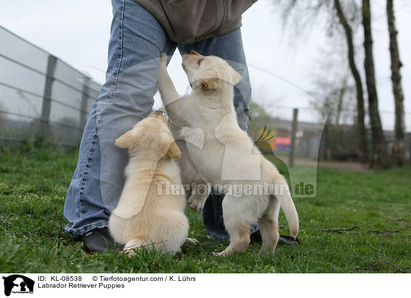Labrador Retriever Welpen / Labrador Retriever Puppies / KL-08538