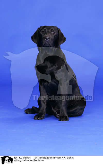 sitzender Labrador Retriever / sitting Labrador Retriever / KL-08554