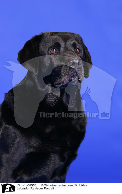 Labrador Retriever Portrait / Labrador Retriever Portrait / KL-08556