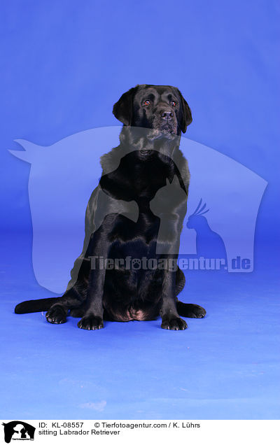 sitzender Labrador Retriever / sitting Labrador Retriever / KL-08557