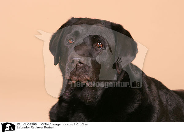 Labrador Retriever Portrait / Labrador Retriever Portrait / KL-08560