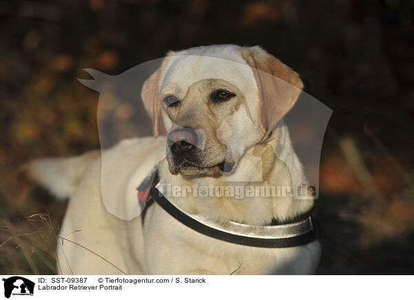 Labrador Retriever Portrait / Labrador Retriever Portrait / SST-09387