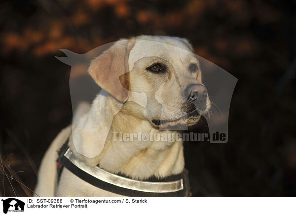Labrador Retriever Portrait / Labrador Retriever Portrait / SST-09388