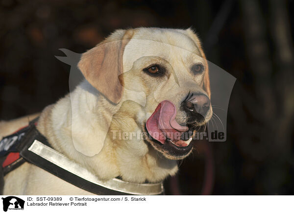 Labrador Retriever Portrait / Labrador Retriever Portrait / SST-09389