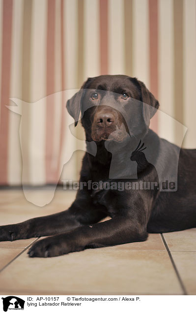liegender Labrador Retriever / lying Labrador Retriever / AP-10157