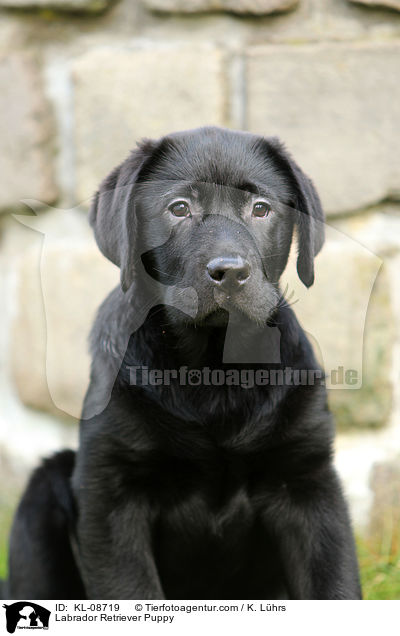 Labrador Retriever Welpe / Labrador Retriever Puppy / KL-08719