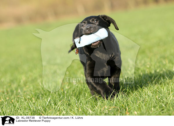 Labrador Retriever Welpe / Labrador Retriever Puppy / KL-08738
