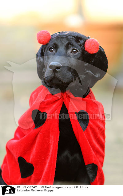 Labrador Retriever Puppy / KL-08742