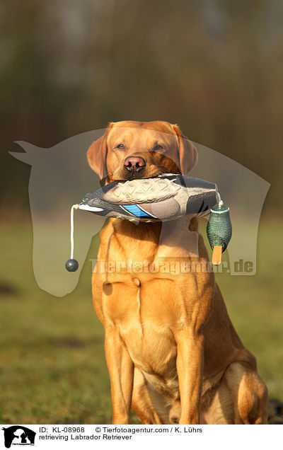 apportierender Labrador Retriever / retrieving Labrador Retriever / KL-08968