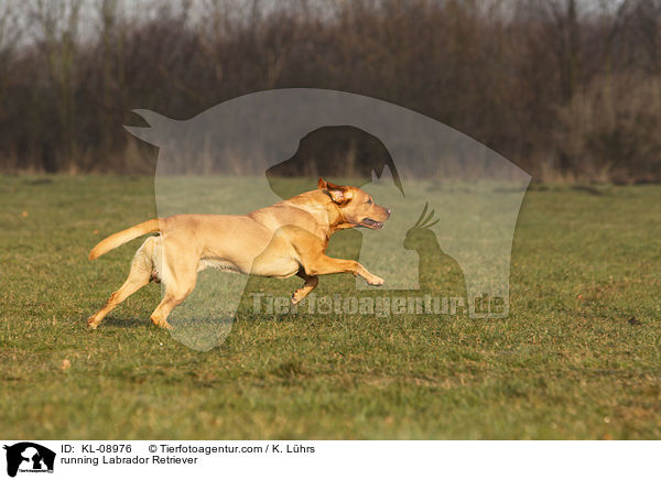 rennender Labrador Retriever / running Labrador Retriever / KL-08976