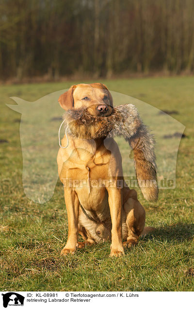 apportierender Labrador Retriever / retrieving Labrador Retriever / KL-08981