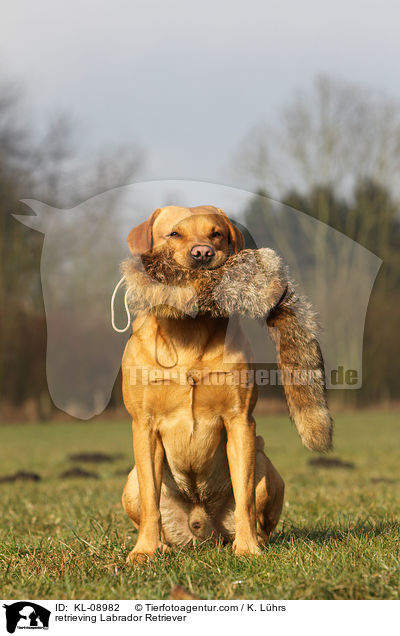 apportierender Labrador Retriever / retrieving Labrador Retriever / KL-08982