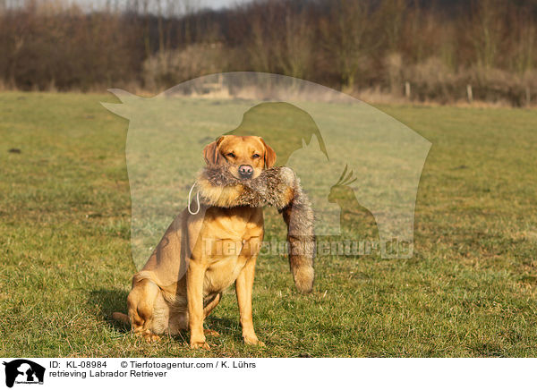 apportierender Labrador Retriever / retrieving Labrador Retriever / KL-08984