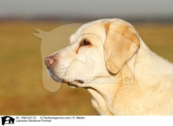 Labrador Retriever Portrait / Labrador Retriever Portrait / KMI-03113