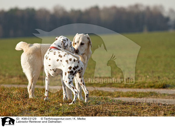 Labrador Retriever und Dalmatiner / Labrador Retriever and Dalmatian / KMI-03129