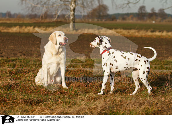 Labrador Retriever und Dalmatiner / Labrador Retriever and Dalmatian / KMI-03131