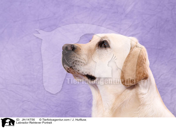 Labrador Retriever Portrait / Labrador Retriever Portrait / JH-14756