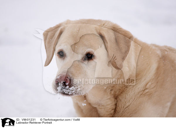 Labrador Retriever Portrait / Labrador Retriever Portrait / VM-01231