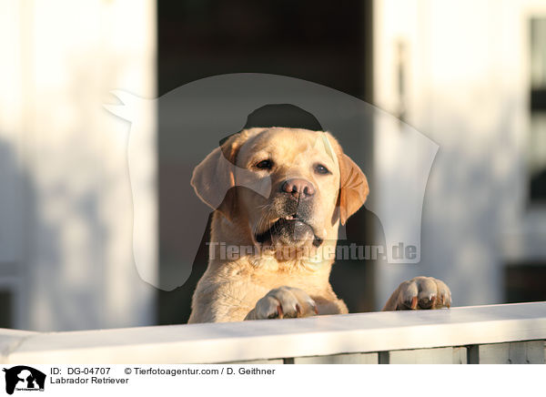 Labrador Retriever / Labrador Retriever / DG-04707
