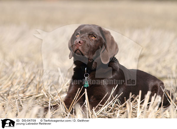 junger Labrador Retriever / young Labrador Retriever / DG-04709