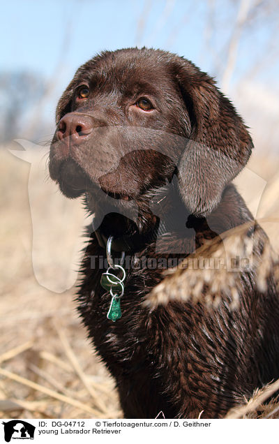 junger Labrador Retriever / young Labrador Retriever / DG-04712