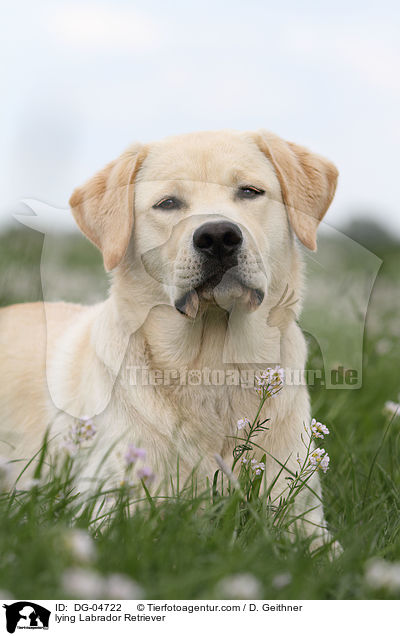 liegender Labrador Retriever / lying Labrador Retriever / DG-04722
