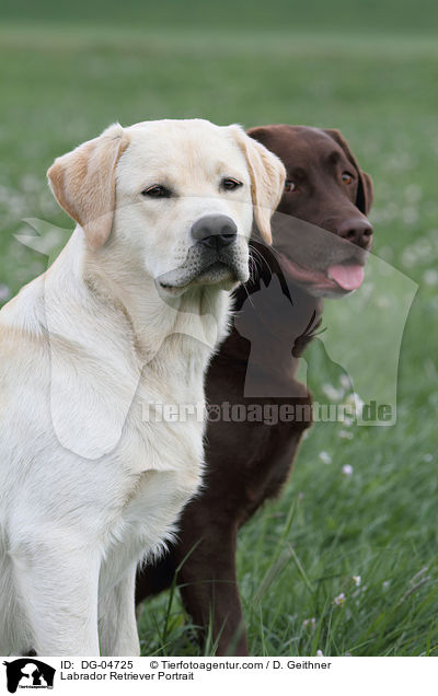 Labrador Retriever Portrait / Labrador Retriever Portrait / DG-04725