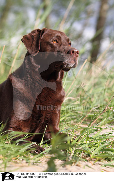 liegender Labrador Retriever / lying Labrador Retriever / DG-04735