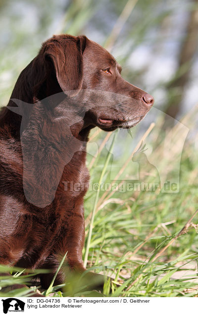 liegender Labrador Retriever / lying Labrador Retriever / DG-04736